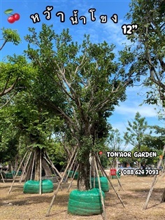 ต้นหว้าน้ำโขง