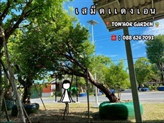 ต้นเสม็ดแดงเอนลีลา