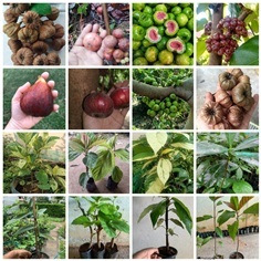 มะเดื่อฝรั่ง ต้นมะเดื่อฝรั่ง มะเดื่อไทยนานาชนิด | เนตรนภาพันธุ์ไม้ - เมืองตรัง ตรัง