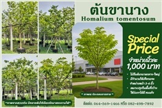 ต้นขานาง