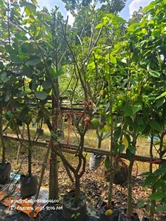 มะนาวยักษ์ ดอกหอม 2" มีลูกด้วยนะคะ | สวนป้านิตย์ ปราจีนบุรี - เมืองปราจีนบุรี ปราจีนบุรี