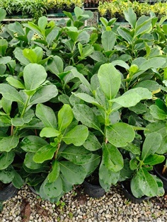 เกร็ดกระโห้ (เขียว)