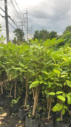 ทองหลางภูเขา ต้นทองหลางภูเขา  ชำตอ | สวนพันธุ์ไม้ ป๊อบ - องครักษ์ นครนายก