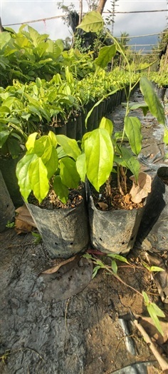 ต้นย่านาง