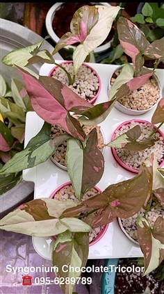 เงินไหลมา ด่างช้อกโกแลต SyngoniumChocolateTricolor
