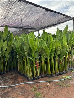 ลอลินน่า