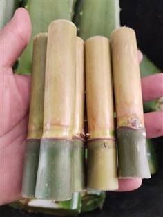 ปล้องอ้อ  อ้อพญา ลำอ้อตัดยาว10เซนติเมตร