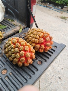 เตยทะเล ขายผลสดสีแดง