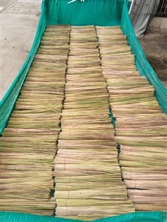 หญ้าคา ขายใบสด ตัดยาวตามสั่ง