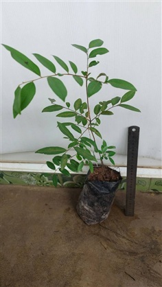 ลำบิดดง