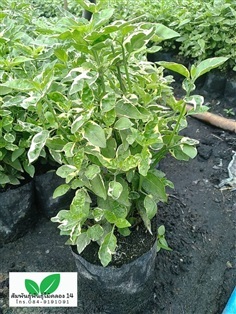 บุษบาด่าง บุษบาฮาวายด่าง