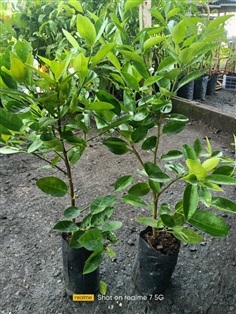 มะนาวแป้น พันธุ์สุขประเสริฐ