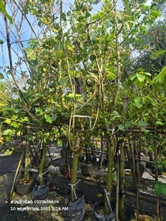 ทองหลางด่าง3"