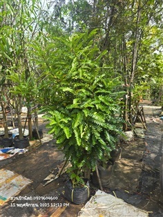 เมตตามหานิยม ไม้กอ