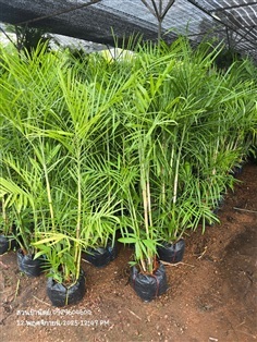 ปาล์มไผ่ 1.2-1.5ม.