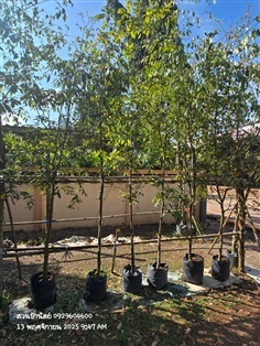 รวงผึ้ง1.5"