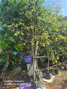 รวงผึ้ง2"