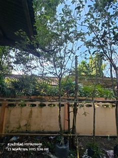 รวงผึ้ง3"