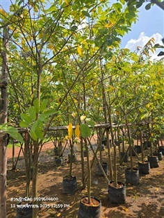 น้อยหน่า2"