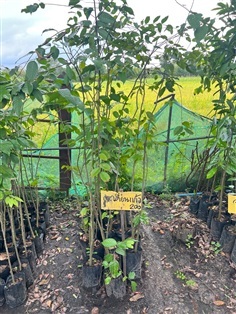 ต้นกล้าตะเคียนเเก้ว