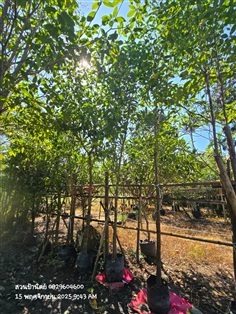 กันเกรา