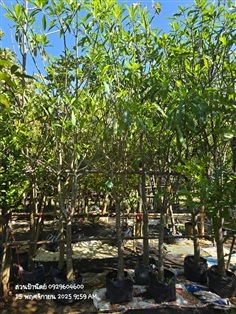 ตีนเป็ดน้ำ2"