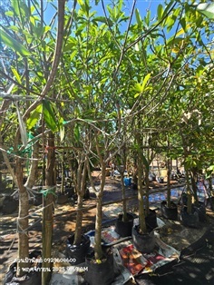 ตีนเป็ดน้ำ3"