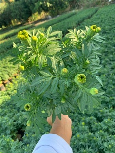 ต้นดาวเรือง ดอกตูมกำลังจะบาน