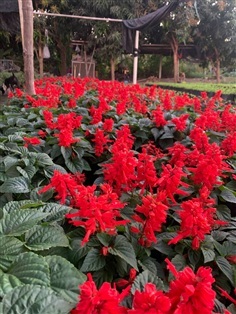 ต้นเรดซันเวีย