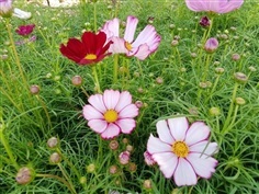 ต้นดาวกระจาย