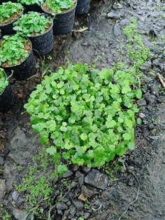 ต้นใบบัวบกจิ๋ว