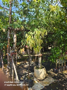 เสม็ดแดง ไม้นิ้ว มีต้นเดียว