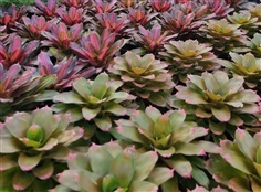 ต้นสับปะรดสี