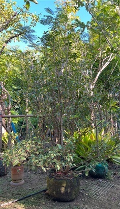 หอมหมื่นลี้