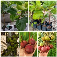 มะเดื่อหลวง พันธุ์มะเดื่อหลวง 