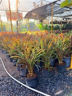 ต้นหางหงส์