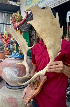 เขากวางแขวนผนัง เขากวางตกแต่งสถานที่ เขากวางเฟลโลว