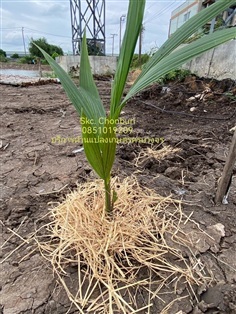 บริการด้านแปลงเกษตรเพื่อลดภาษี