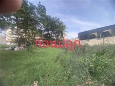 ปลูกมะขาม