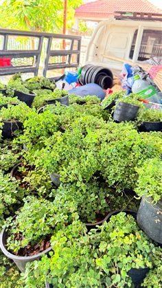 หญ้าเกล็ดหอย6“ | Garden tree - ปากเกร็ด นนทบุรี