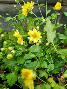 ต้นเก๊กฮวย กระถาง 6 นิ้ว