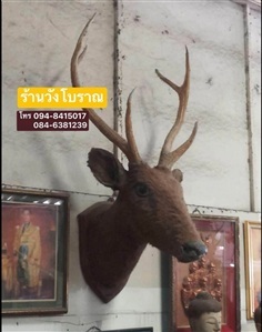 เขากวางแท้ หัวกวางสตั๊ฟ เขากวางแขวนผนัง เขากวางป่า