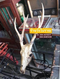 หัวกวางติดผนัง เขากวางติดหัวแท้ เขากวางป่า แขวน