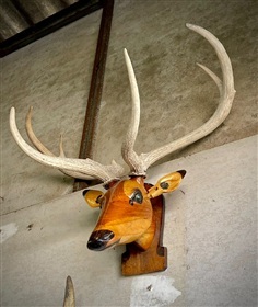 เขากวางละมั่งแท้ ติดผนัง หัวละมั่งป่าแขวนผนัง