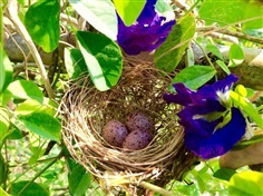 อัญชันแห้ง butterfly pea plants for sale