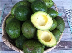 อะโวคาโด้ Avocado | ไม้ดอกออนไลน์ - บางใหญ่ นนทบุรี