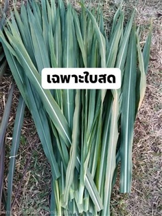 หญ้าเนเปียร์สด ขายเฉพาะใบเท่านั้น สำหรับอาหารสัตว์