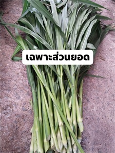 หญ้าเนเปียร์สด ขายเฉพาะส่วนยอดเท่านั้นสำหรับอาหารส