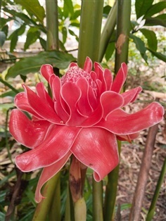 ดาหลา สีชมพู ขายหน่อสำหรับปลูก