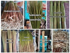 หญ้าคา สด/ตากแห้ง รับจัดหาตามสั่ง